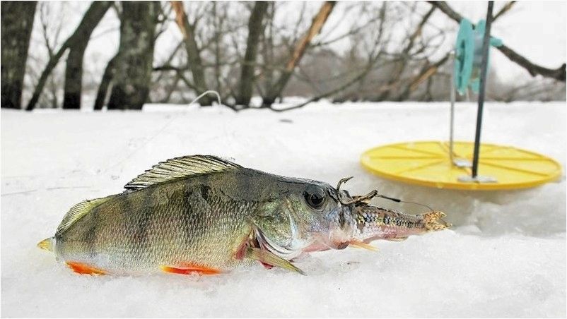зимняя живцовая удочка. зимние жерлицы на щуку. ловля щуки на живца зимой на жерлицы. жерлицы для зимней рыбалки на щуку. жерлица на щуку.